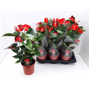 ANTHU DYNAMITE RED