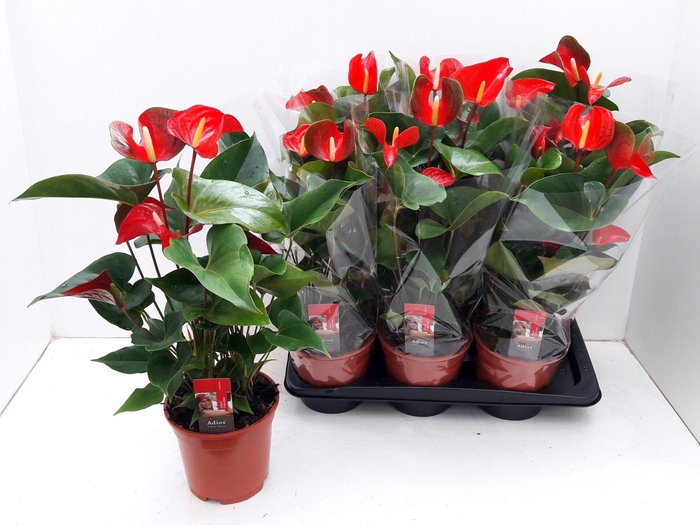 <h4>ANTHU DYNAMITE RED</h4>