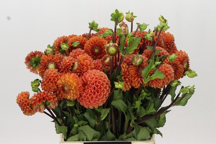 <h4>Dahlia Cornel Bronze</h4>