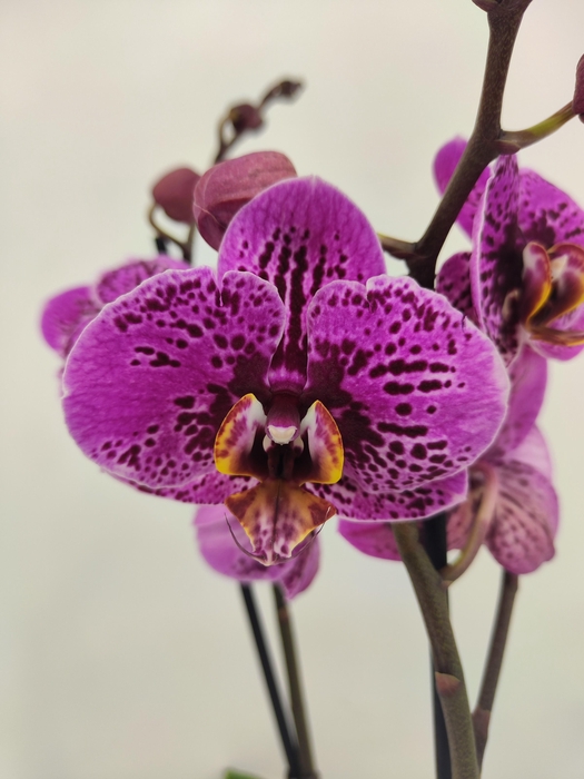 <h4>Limited 30 week 2</h4>