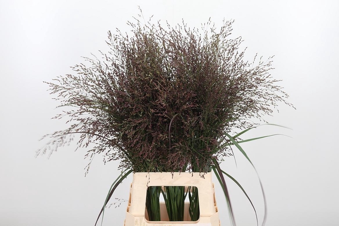 <h4>Panicum Warrior</h4>