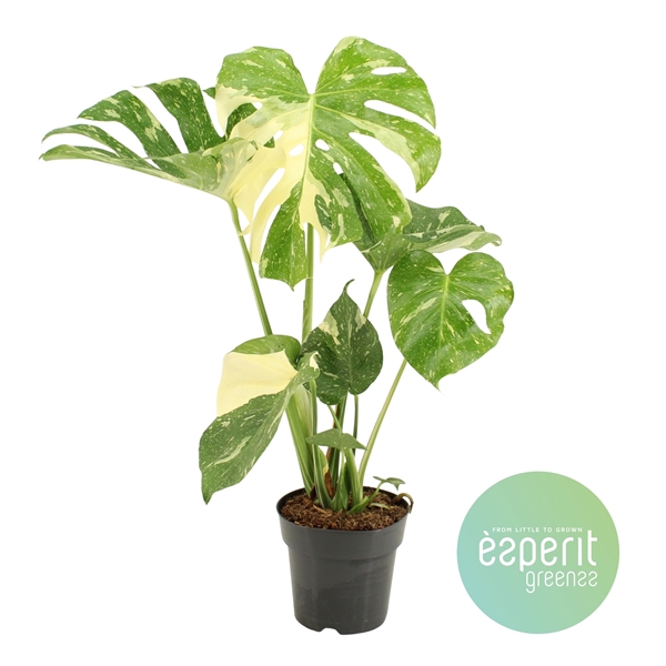<h4>Monstera Thai Constellation</h4>