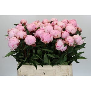 Paeonia Sarah Bernhardt