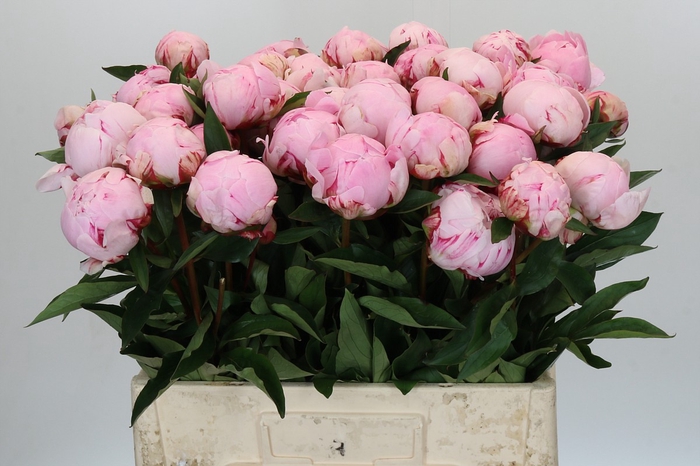 Paeonia Sarah Bernhardt