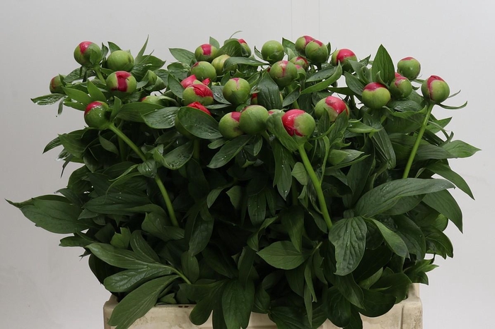 <h4>Paeonia Flame</h4>