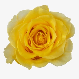 R GR PALMARES! JONG GEWAS 3-3 XL