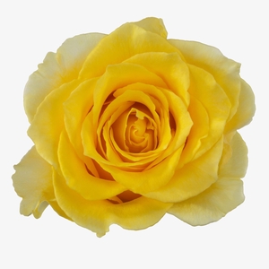 R GR PALMARES! JONG GEWAS 3-3 XL