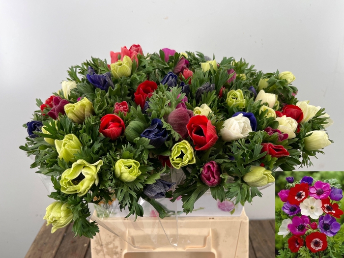 <h4>ANEM CO MAR GEM</h4>