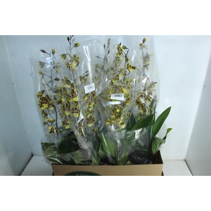 ONCIDIUM COLMANARA WILDCAT P15