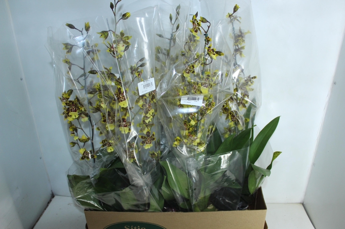 <h4>ONCIDIUM COLMANARA WILDCAT P15</h4>