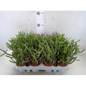 Euphorbia tirucalli