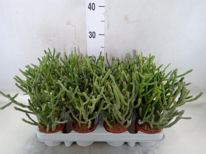 <h4>Euphorbia tirucalli</h4>