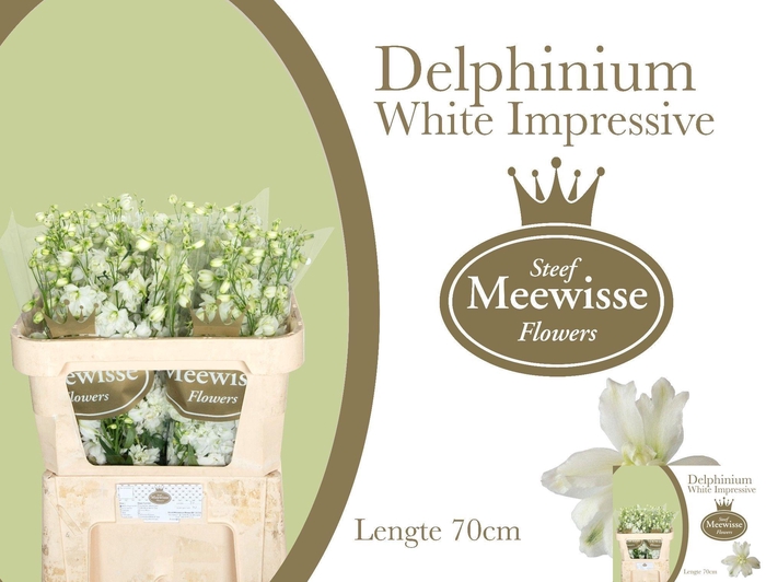 <h4>DELPH DU DEWI IMP WH</h4>