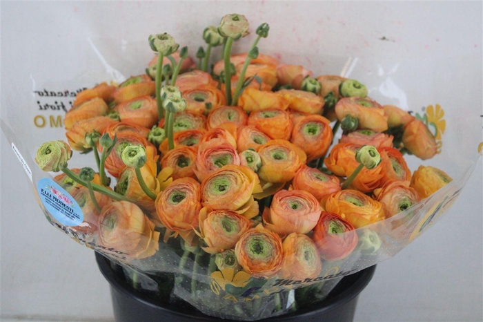 <h4>Ran Cloni Sup Honey</h4>