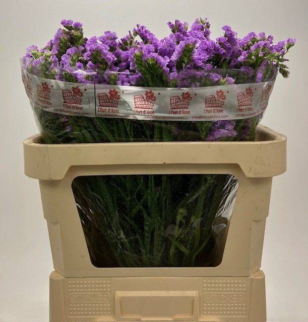 <h4>LIM S TESSA MALVA 75gr</h4>