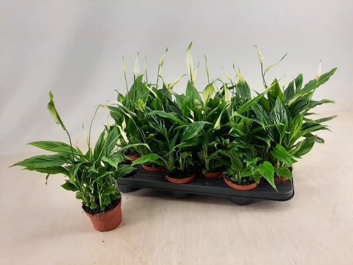 <h4>SPATH CHOPIN</h4>