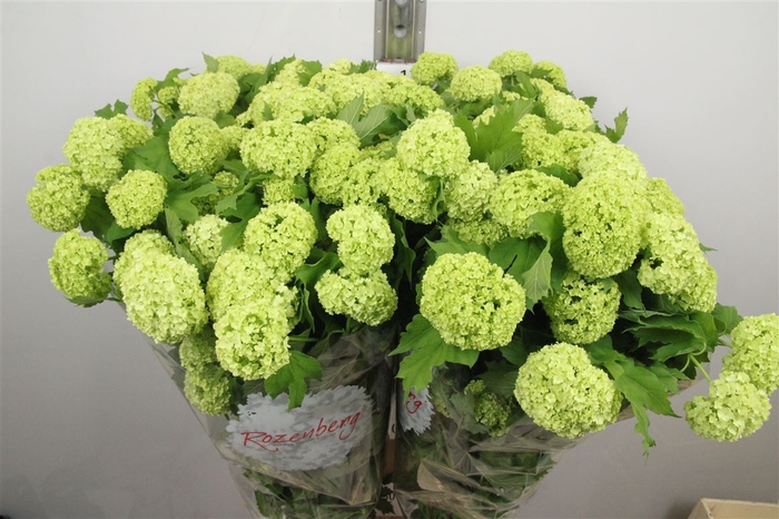 <h4>Viburnum Roseum St 6 Bal Xxl</h4>