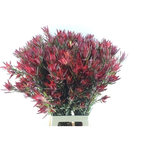 Leucad Sal Blush Xxl