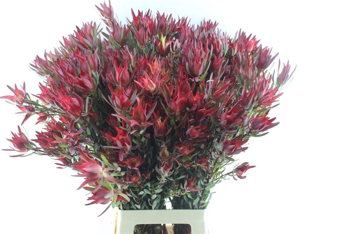 <h4>Leucad Sal Blush Xxl</h4>