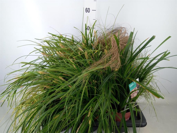 <h4>Carex   ...mix</h4>