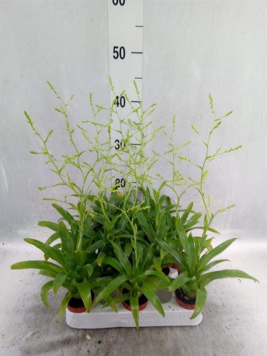 <h4>Catopsis morreniana</h4>