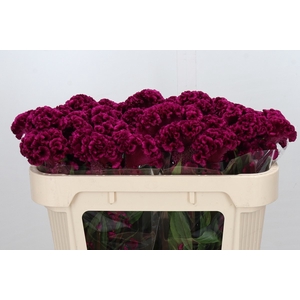 Celosia Cr Bombay Fire