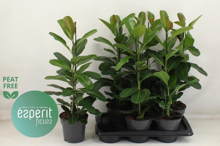 <h4>FIC MI SMILE</h4>