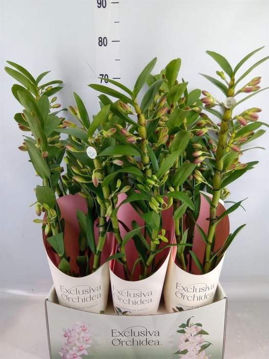 <h4>Dendrobium nob. 'Sunny Eyes'</h4>