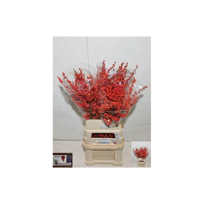 <h4>Ilex Ve Rode Bes</h4>