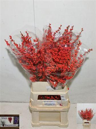 <h4>Ilex Ve Rode Bes</h4>