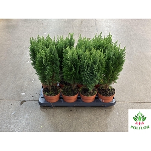 Chamaecyparis law. Ellwoodii 13Ø 48cm