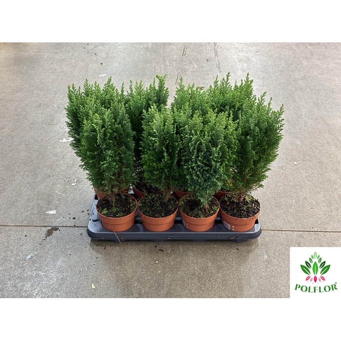 <h4>Chamaecyparis law. Ellwoodii 13Ø 48cm</h4>