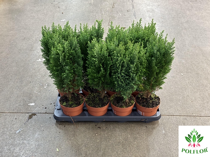 Chamaecyparis law. Ellwoodii 13Ø 48cm