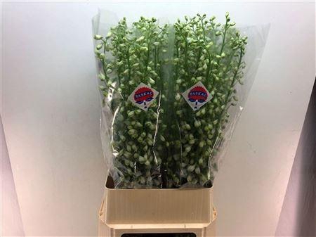 <h4>Delph El Guard Laven</h4>