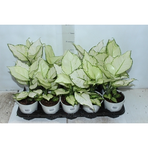 AGLAONEMA WHITE JOY P12