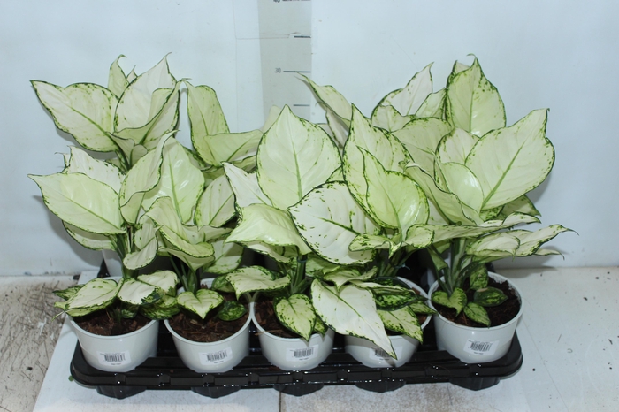 <h4>AGLAONEMA WHITE JOY P12</h4>