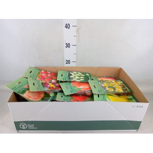 Flowerbulbs, corns or tubers   ...