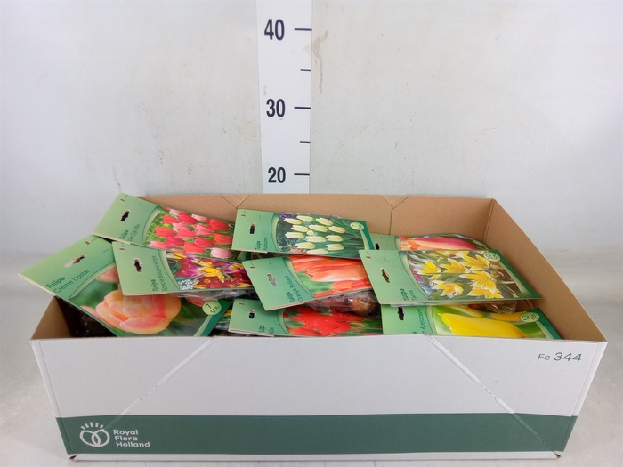 <h4>Flowerbulbs, corns or tubers   ...</h4>