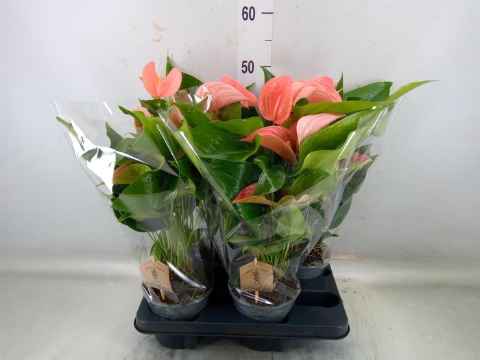 <h4>Anthurium andr. 'FC Festivo Lux'</h4>