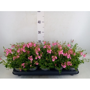 Diascia  'Ruby Field'