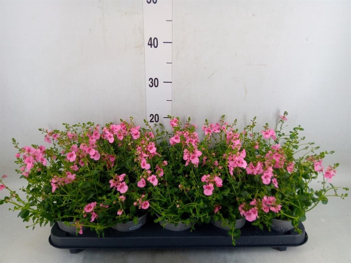 <h4>Diascia  'Ruby Field'</h4>