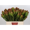 Leucadendron Laurel Yellow