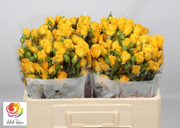 <h4>R TR MARISA</h4>