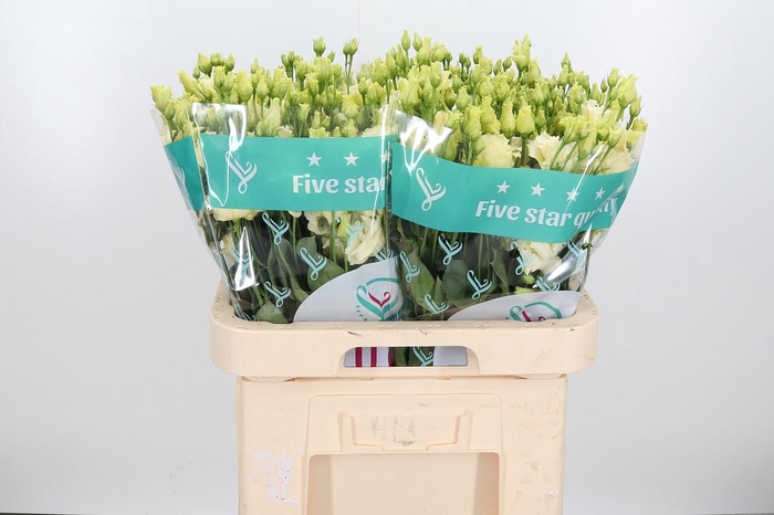 <h4>Eus G Alissa Yellow</h4>