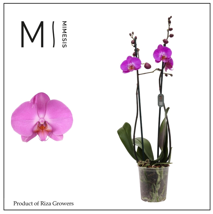 <h4>Phalaenopsis Las Palmas 2 spike – 12cm | Mimesis</h4>