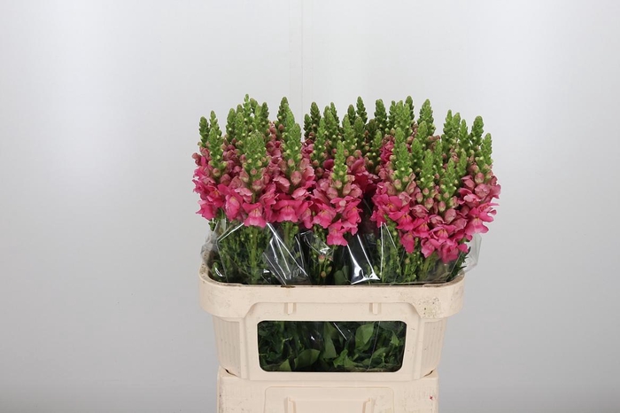 <h4>Antir Poto Cher Rose</h4>