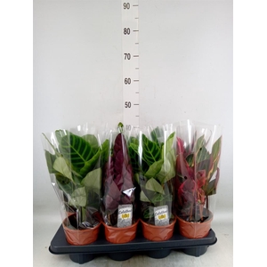 Calathea   ...mix 3