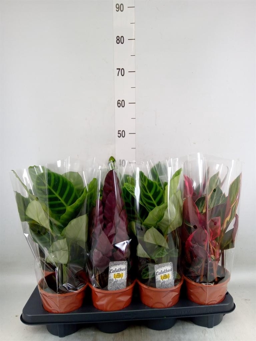 <h4>Calathea   ...mix 3</h4>
