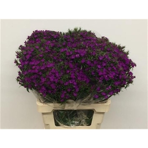 Di Barb Amazon Purple