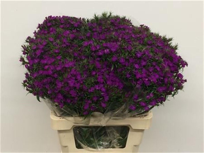 <h4>Di Barb Amazon Purple</h4>